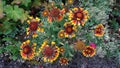 Gaillardia, Blanket flower, Indian blanket Fanfare flowers blossom Royalty Free Stock Photo