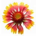 Gaillardia or Blanket flower isolated on white background, macro image Royalty Free Stock Photo