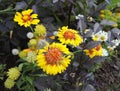 Gaillardia, blanket flower, with its bright orange and yellow flowers Royalty Free Stock Photo