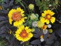 Gaillardia, blanket flower with its bright yellow and orange flowers