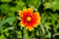 Gaillardia Blanket Flower on meadow Royalty Free Stock Photo