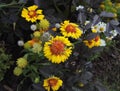 Gaillardia, blanket flower, perennial with bright orange and yellow flowers Royalty Free Stock Photo