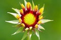 Gaillardia bloom Royalty Free Stock Photo