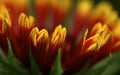 Gaillardia bloom, macro Royalty Free Stock Photo