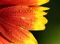 Gaillardia close-up - background