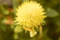 Gaillardia fanfare flower