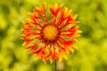 Gaillardia fanfare flower