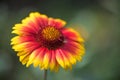 Gaillardia flower Royalty Free Stock Photo