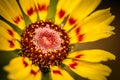 Gaillardia flower