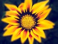 Gaillardia flower close up