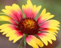 Gaillardia flower Royalty Free Stock Photo