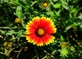 Gaillardia flower and green leaves Royalty Free Stock Photo