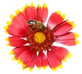 Gaillardia flower with honey bee isolated