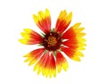 Gaillardia flower isolated