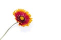 Gaillardia flower isolated on white background Royalty Free Stock Photo