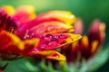 Gaillardia flower after rain with drops on yellow-red petals, macro Royalty Free Stock Photo