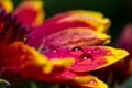 Gaillardia flower after rain with drops on yellow-red petals, macro Royalty Free Stock Photo