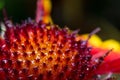 Gaillardia flower after rain with drops on yellow-red petals, macro Royalty Free Stock Photo