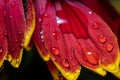 Gaillardia flower after rain with drops on yellow-red petals, macro Royalty Free Stock Photo