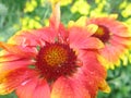 Gaillardia Flower Royalty Free Stock Photo