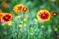 Gaillardia flower with red and yellow petals Royalty Free Stock Photo