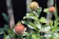 Gaillardia flower seed heads in garden Royalty Free Stock Photo