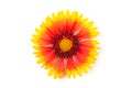 Gaillardia flower on a white background. Royalty Free Stock Photo