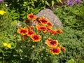 Gaillardia flowers in the grass