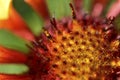 Gaillardia flowers very close macrophotography zoom, bokeh and no focus