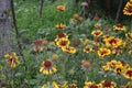 Gaillardia. G. hybrida Fanfare. Unusual petals. Flowerbed with flowers. Green leaves. Bright yellow flowers Royalty Free Stock Photo