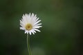 Common gaillardia aristata  or blanket flower flower in the garden in full bloom during springtime Royalty Free Stock Photo