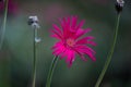 Common gaillardia aristata  or blanket flower flower in the garden in full bloom during springtime Royalty Free Stock Photo