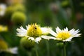 Common gaillardia aristata  or blanket flower flower in the garden in full bloom during springtime Royalty Free Stock Photo