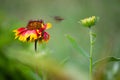 Gaillardia aristata red yellow flower in full bloom in a soft dark background Royalty Free Stock Photo