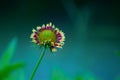 Gaillardia aristata red yellow flower in full bloom in a soft dark background Royalty Free Stock Photo