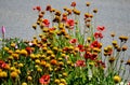 Red gaillardia flower with a yellow center on a background of green leaves. The petals are falling. Beautiful floral background. Royalty Free Stock Photo