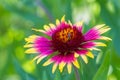 Gaillardia pulchella Royalty Free Stock Photo