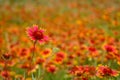 Gaillardia pulchella Royalty Free Stock Photo