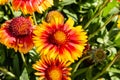 Flowers from Wanaka New Zealand; Gaillardia pulchella, Firewheel blanket flower. Indian blanket flower, yellow and red flower, Royalty Free Stock Photo