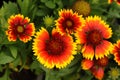 Gaillardia pulchella Foug, Blanket Flower Royalty Free Stock Photo