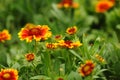 Gaillardia pulchella Foug, Blanket Flower Royalty Free Stock Photo