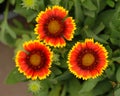 Gaillardia pulchella Foug, Blanket Flower Royalty Free Stock Photo