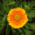 Gaillardia pulchella Foug, Blanket Flower Royalty Free Stock Photo