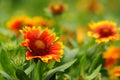 Gaillardia pulchella Foug, Blanket Flower Royalty Free Stock Photo