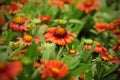 Gaillardia pulchella Foug, Blanket Flower Royalty Free Stock Photo