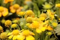 Gaillardia pulchella Foug, Blanket Flower Royalty Free Stock Photo