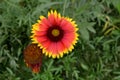 Gaillardia pulchella  Indian Blanket - Blanket Flower Firewheel and seed head Royalty Free Stock Photo