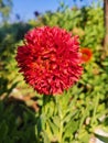 Gaillardia pulchella (firewheel, Indian blanket, Indian blanket flower, or sundance), single flower on plant stem Royalty Free Stock Photo