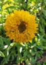 Indian blanket, Gaillardia pulchella (firewheel, Indian blanket, Indian blanket flower, or sundance) Royalty Free Stock Photo