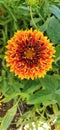 Indian blanket, Gaillardia pulchella (firewheel, Indian blanket, Indian blanket flower, or sundance) Royalty Free Stock Photo